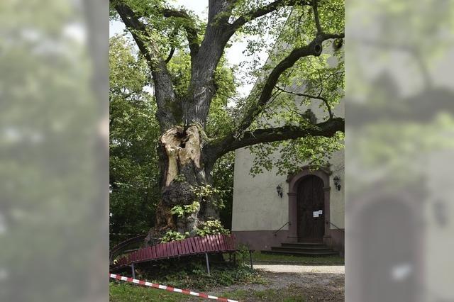 Sturm setzt Linde am Litzelberg zu