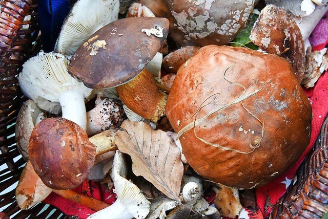 Es kann schnell passieren, dass ein giftiger Pilz ins Krbchen gert.  | Foto: Waltraud Grubitzsch (dpa)