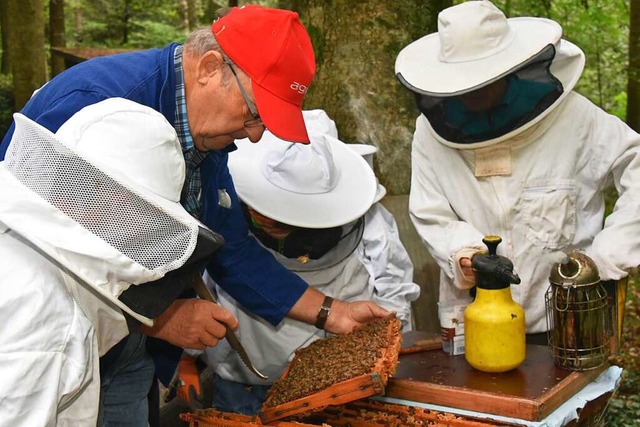 So nah kam noch kein Kind einem Bienen...einsamen Suche nach der Bienenknigin.  | Foto: Benedikt Sommer