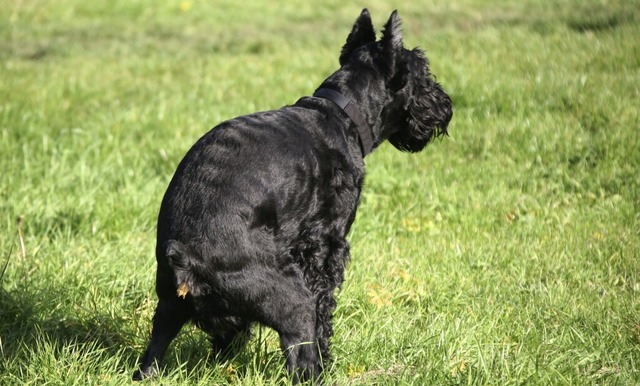 Auch der Hund muss mal. Hundehalter si...m Bugeld von bis zu 250 Euro rechnen.  | Foto: Ralf Hirschberger (dpa)