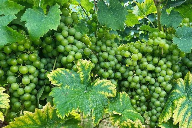 Winzer der IG Weinbau Herten erwarten einen qualitativ guten Wein