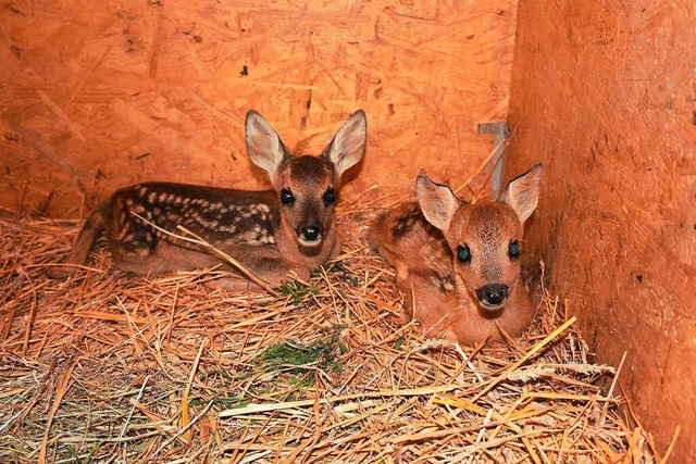 Bei der Tierhilfs- und Rettungsorganis...r die Zahl der abgegebenen  Wildtiere.  | Foto: THRO Ichenheim