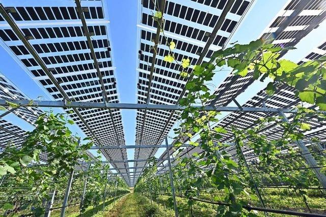 In Freiburg-Munzingen steht Deutschlands erste Photovoltaikanlage ber Reben