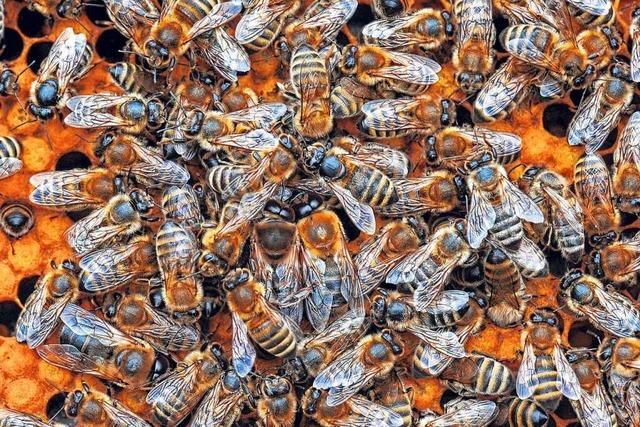 Amerikanische Faulbrut breitet sich bei Bienen in Ehrenkirchen und Glottertal aus