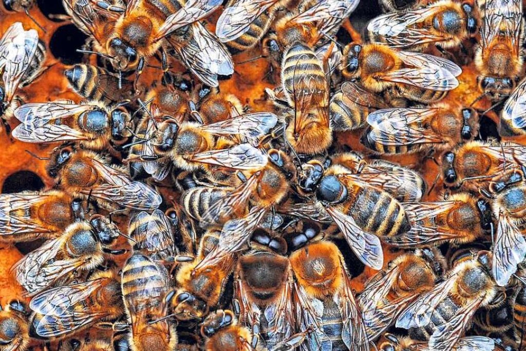 Erwachsene Bienen können ihren Nachwuchs infizieren.  | Foto: Matthias Hiekel