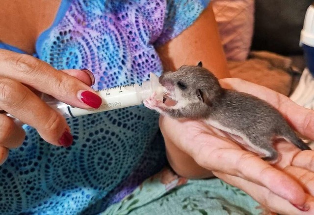 Ein Siebenschlfer-Baby schluckt Milch aus einer Spritze.  | Foto: Michael Faulhaber (dpa)