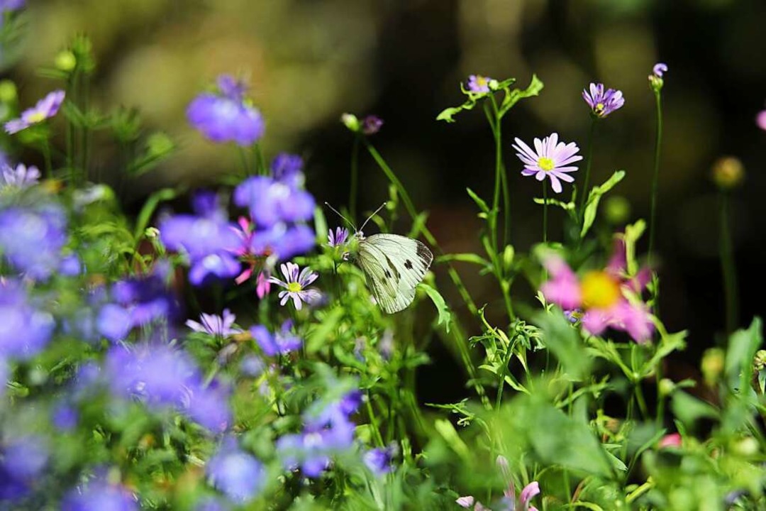 Sieht schön aus und unterstützt die Ar...en gern zu Besuch auf der Blumenwiese.  | Foto: Karl-Josef Hildenbrand (dpa)