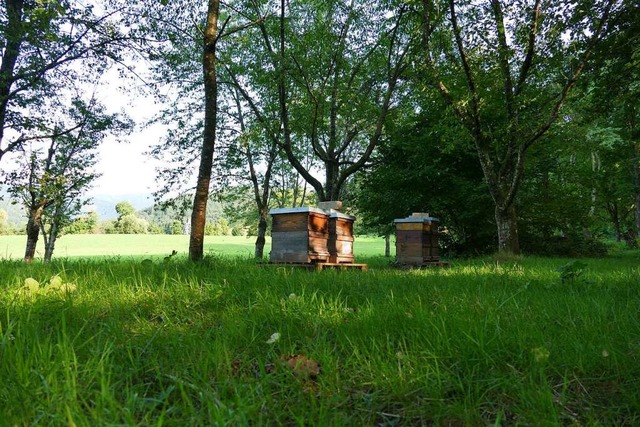 Die Bienenksten am Sahlenbach.  | Foto: Susanne Ehmann