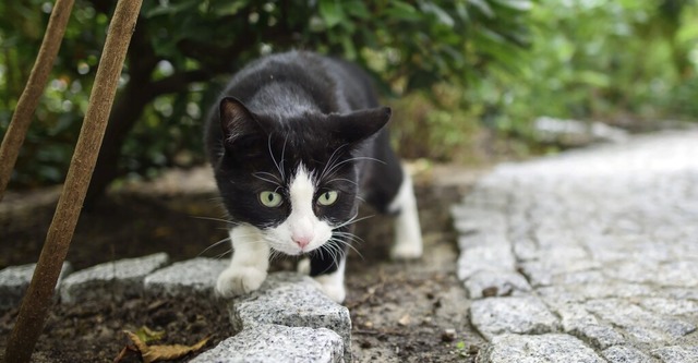 Die Hauskatze gehrt ins Haus, bis sie...ommunen schreiben das per Satzung vor.  | Foto: Gregor Fischer