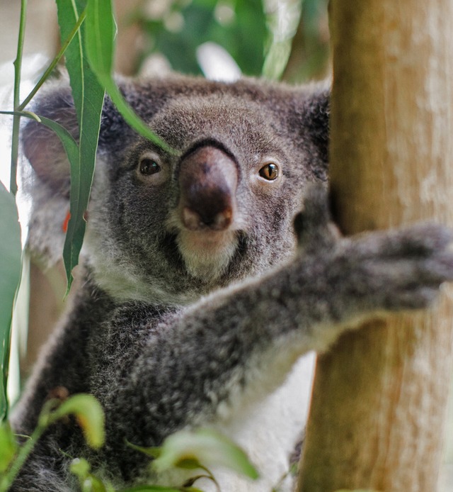 Koala Ember auf einem Baum  | Foto: Stacey Hedman (dpa)