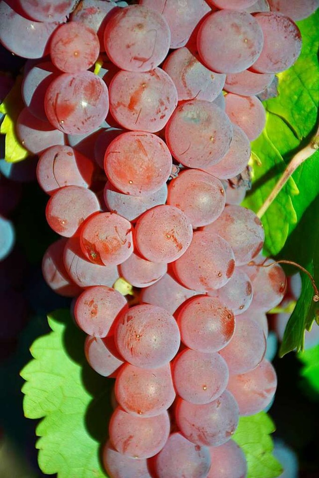 Mitten in Istein wird es vielleicht bald ein weiteres Weingut geben. | Foto: Hannes Lauber Mitten in Istein wird es vielleicht bald ein weiteres Weingut geben. | Foto: Hannes Lauber