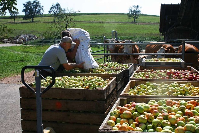 Seit Samstag knnen Obstlieferanten in...e Frchte zu Saft  verarbeiten lassen.  | Foto: Ingrid Mann