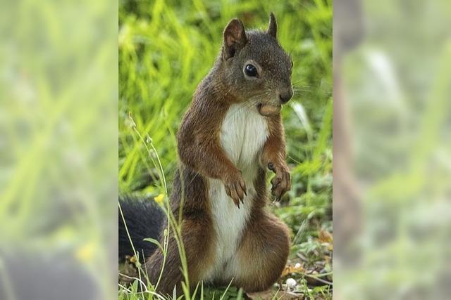 Tierische Fotomodelle