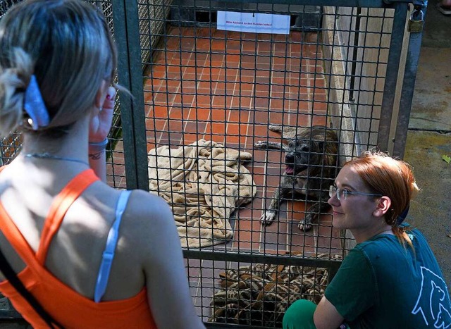 Nicht alle Tiere im Lahrer Tierheim finden schnell ein neues Zuhause.  | Foto: Bettina Schaller