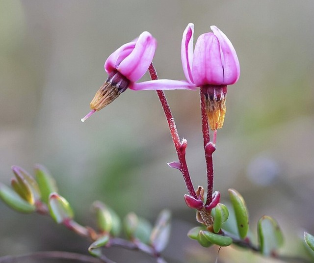 Blten einer Moosbeere  | Foto: IMAGO/imageBROKER/Farina Graßmann