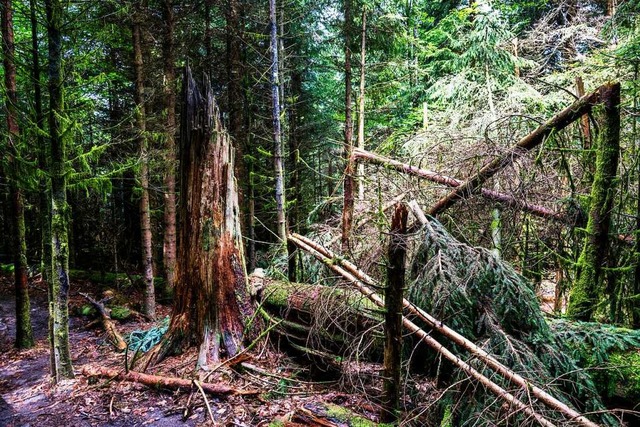 Schaden fr den Tourismus? Teilweise abgestorbene Waldflche  | Foto: ~~~Engler (TMBW)