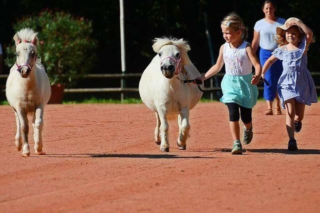 Fotos: Pferde, Ponys und Kutschen prsentieren sich auf dem Rossmrt 2023 in Kandern