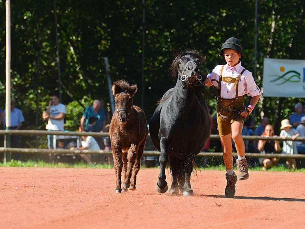 Mchtig ins Zeug legten sich groe und kleine Pferdebesitzer bei der Prsentation ihrer Tiere beim Kanderner Rossmrt. Erstmals stemmte die Stadtverwaltung die Organisation Traditionsveranstaltung komplett in Eigenregie.