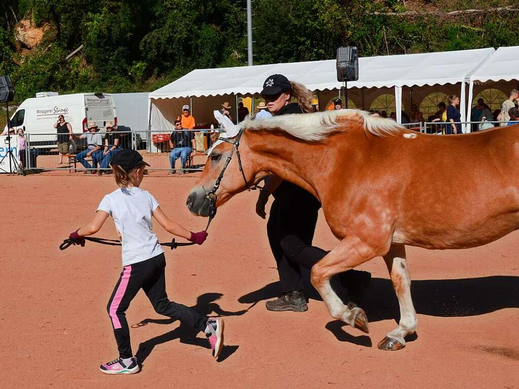 Mchtig ins Zeug legten sich groe und kleine Pferdebesitzer bei der Prsentation ihrer Tiere beim Kanderner Rossmrt. Erstmals stemmte die Stadtverwaltung die Organisation Traditionsveranstaltung komplett in Eigenregie.