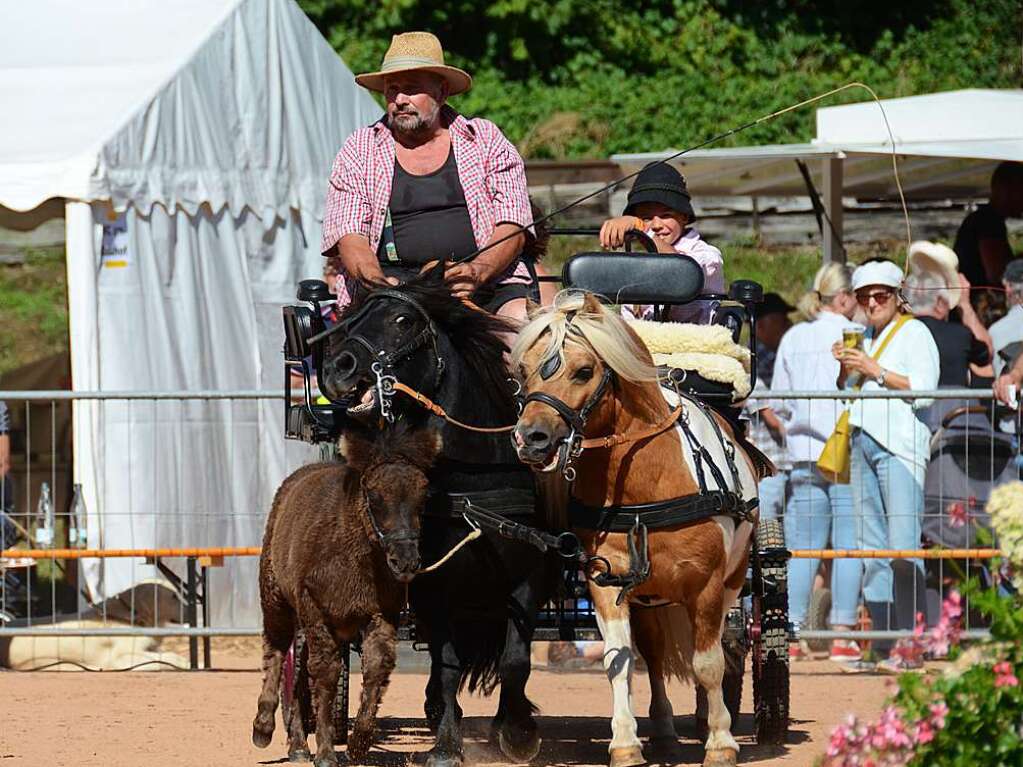 Mchtig ins Zeug legten sich groe und kleine Pferdebesitzer bei der Prsentation ihrer Tiere beim Kanderner Rossmrt. Erstmals stemmte die Stadtverwaltung die Organisation Traditionsveranstaltung komplett in Eigenregie.