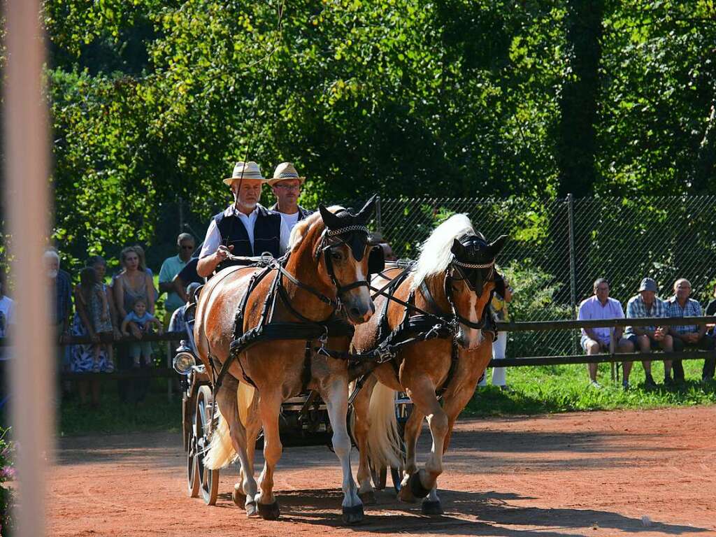 Mchtig ins Zeug legten sich groe und kleine Pferdebesitzer bei der Prsentation ihrer Tiere beim Kanderner Rossmrt. Erstmals stemmte die Stadtverwaltung die Organisation Traditionsveranstaltung komplett in Eigenregie.