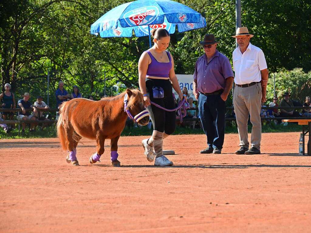 Mchtig ins Zeug legten sich groe und kleine Pferdebesitzer bei der Prsentation ihrer Tiere beim Kanderner Rossmrt. Erstmals stemmte die Stadtverwaltung die Organisation Traditionsveranstaltung komplett in Eigenregie.