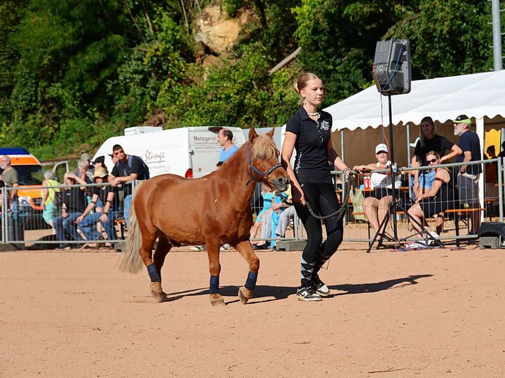 Mchtig ins Zeug legten sich groe und kleine Pferdebesitzer bei der Prsentation ihrer Tiere beim Kanderner Rossmrt. Erstmals stemmte die Stadtverwaltung die Organisation Traditionsveranstaltung komplett in Eigenregie.