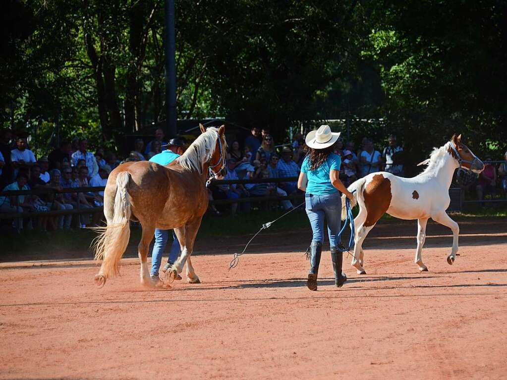 Mchtig ins Zeug legten sich groe und kleine Pferdebesitzer bei der Prsentation ihrer Tiere beim Kanderner Rossmrt. Erstmals stemmte die Stadtverwaltung die Organisation Traditionsveranstaltung komplett in Eigenregie.