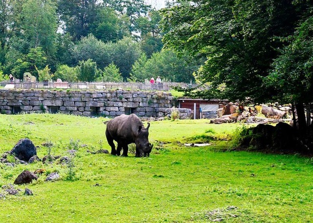 In der Nashornanlage des Salzburger Zo...er Frh ein tdlicher Unfall ereignet.  | Foto: Barbara Gindl (dpa)