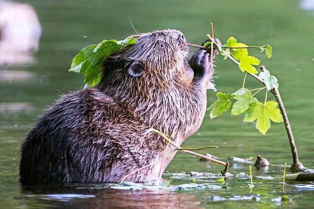 Eine Obduktion hat geklrt, an was der...tter-Biber gestorben ist (Symbolbild).  | Foto: Herbert Steffny