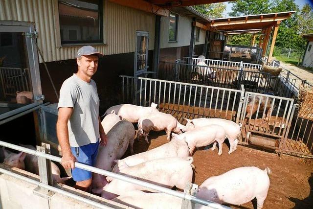 Schweinezüchter Jochen Heimburger aus Meißenheim-Kürzell kann zuversichtlich in die Zukunft blicken