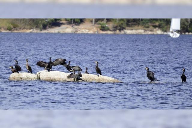 Jagd auf Fische