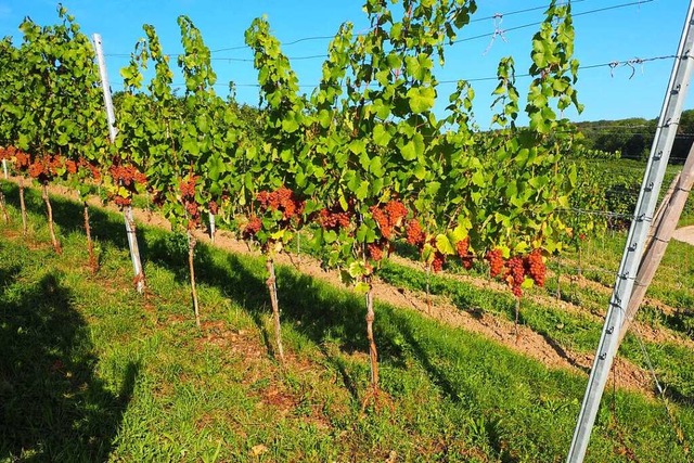 Weder rot noch wei: Gewrztraminer-Tr... im Haltinger Rebberg  noch zu finden.  | Foto: Herbert Frey