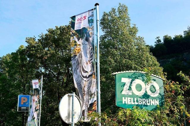 Nashorn ttet Pflegerin im Salzburger Zoo