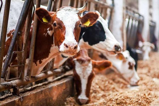 Fast ein Drittel der Milchbauern in Baden-Wrttemberg bangt um die Existenz