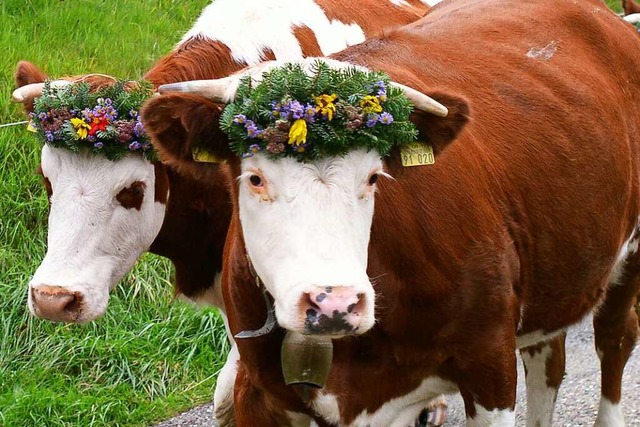 Wenn die Weidesaison endet, werden die... Tal geholt: Viehabtrieb in Mnstertal  | Foto: Eberhard Gross