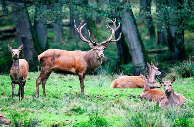 Wer beim Waldspaziergang einen  Rothir...er Regel meidet das Tier den Menschen.  | Foto: Carsten Rehder