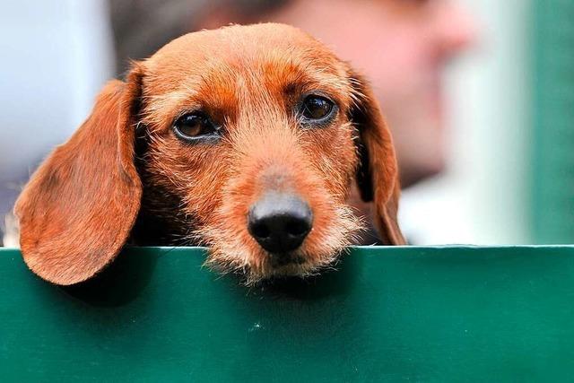 Basler Regierung will wieder Kurse fr Hundehalter einfhren