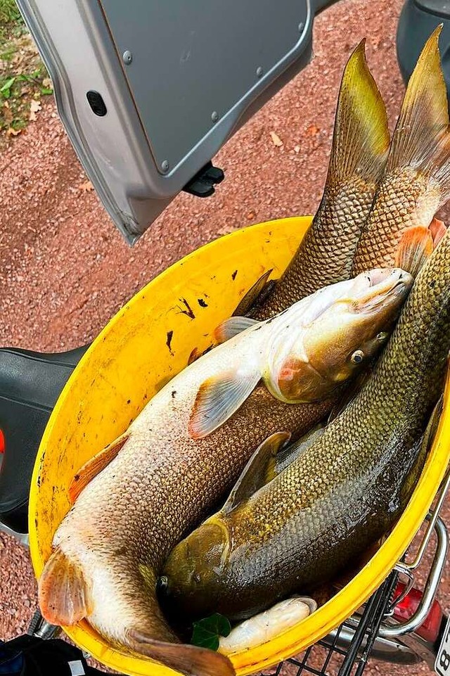 Tausende Fische, so die Schtzung der Feuerwehr, starben in der Giftsuppe.  | Foto: Feuerwehr Emmendingen