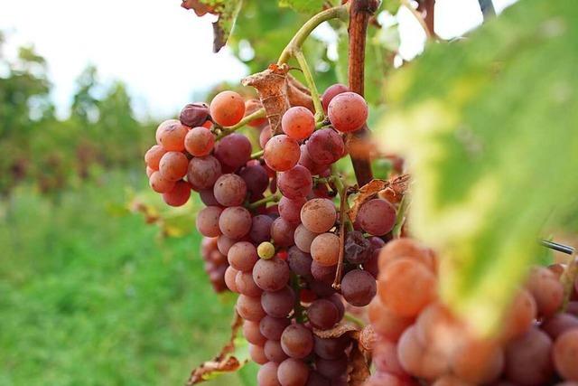 Die Weinlese im Landkreis Emmendingen hat begonnen