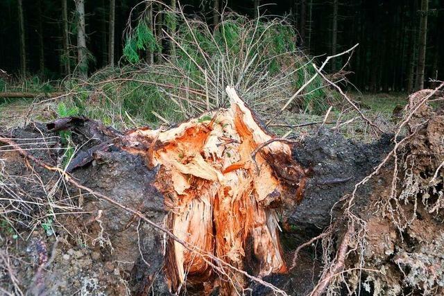 Im Hauinger Wald wird es nach dem Sturm keinen regulären Holzeinschlag geben