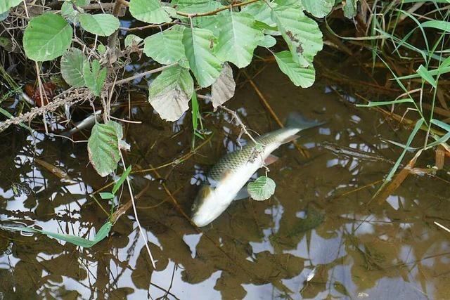 Reinigungsmittel ist Schuld am Fischsterben in der Elz bei Emmendingen