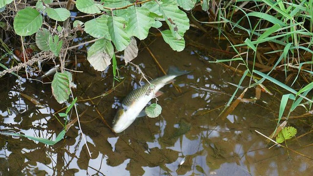 Mehrere tausend Fische, so schtzt die...tung der Elz bei Emmendingen verendet.  | Foto: Philipp Peters