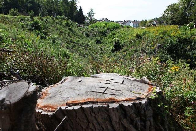 Das Landratsamt findet die Baumfäller von Mietersheim nicht – Naturschützer sind empört