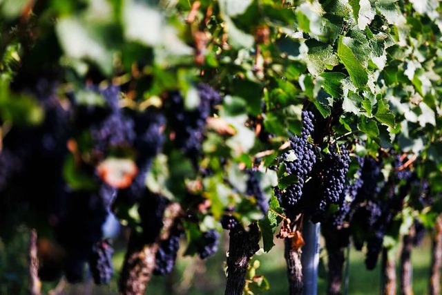 Der Weinbau wre von einer Verordnung ...es Pestizideinsatzes massiv betroffen.  | Foto: Philipp von Ditfurth (dpa)