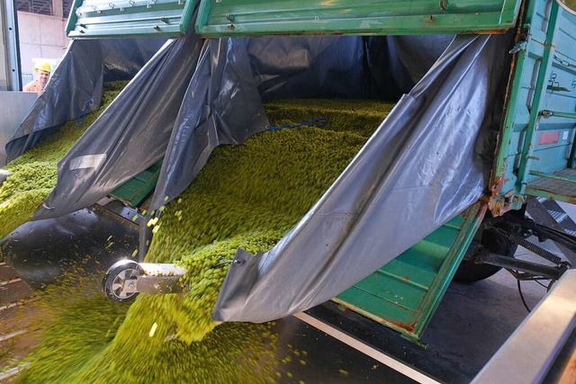 Tonnen von Mller-Thurgau-Trauben rutschen in die Traubenannahme.  | Foto: Martin Pfefferle