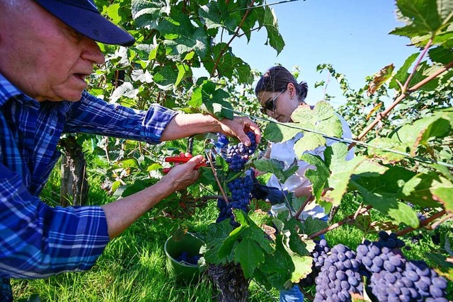 Der badische Weinbauverband erwartet f...n normal groen Jahrgang (Symbolbild).  | Foto: Bernd Weibrod (dpa)