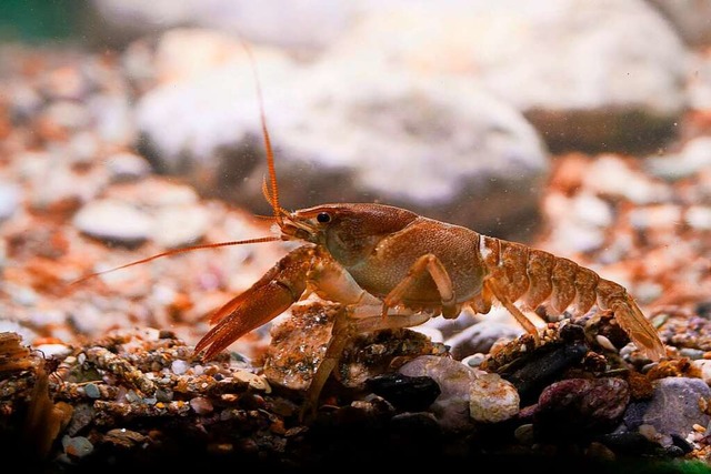 Ist selten und im Dreisamtal weiter  in Gefahr: der Dohlenkrebs.  | Foto: Baldovino Midali (stock.adobe.com)