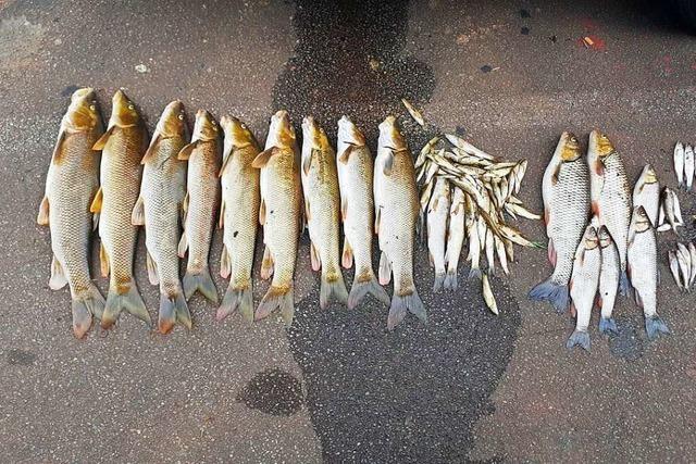 Angler zum Fischsterben in der Elz bei Emmendingen: 