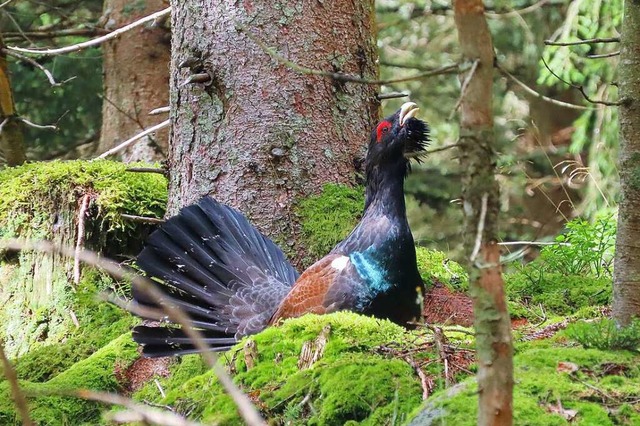 Um die Population des Auerhuhns in Bad...cht, auch im Nationalpark Schwarzwald.  | Foto: Hubertus Ulsamer